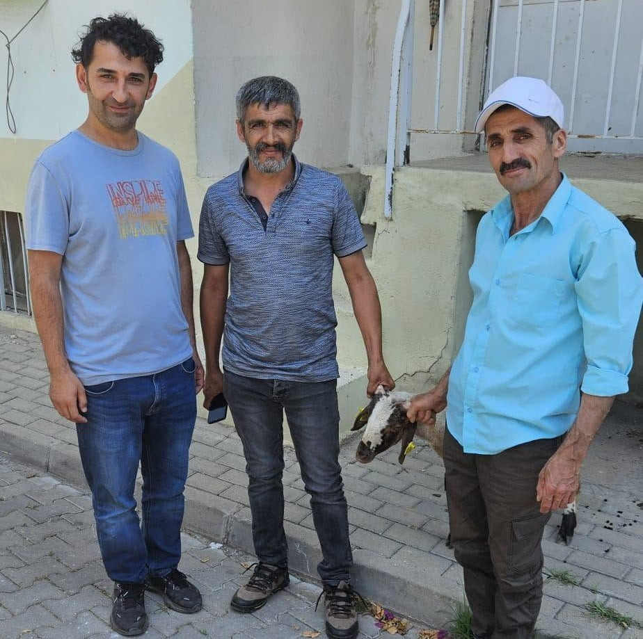 AYDIN'IN NAZİLLİ İLÇESİNDE BAŞIBOŞ GEZEN VE KAPILARA TOSLAYAN KUZU, KULAK KÜPE NUMARASI ÜZERİNDEN...