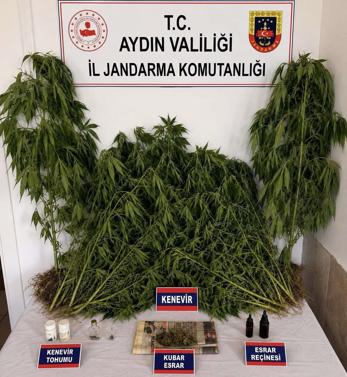 AYDIN'IN NAZİLLİ İLÇESİNDE JANDARMA EKİPLERİNCE DÜZENLENEN OPERASYONDA 28 KÖK KENEVİR BİTKİSİ İLE...
