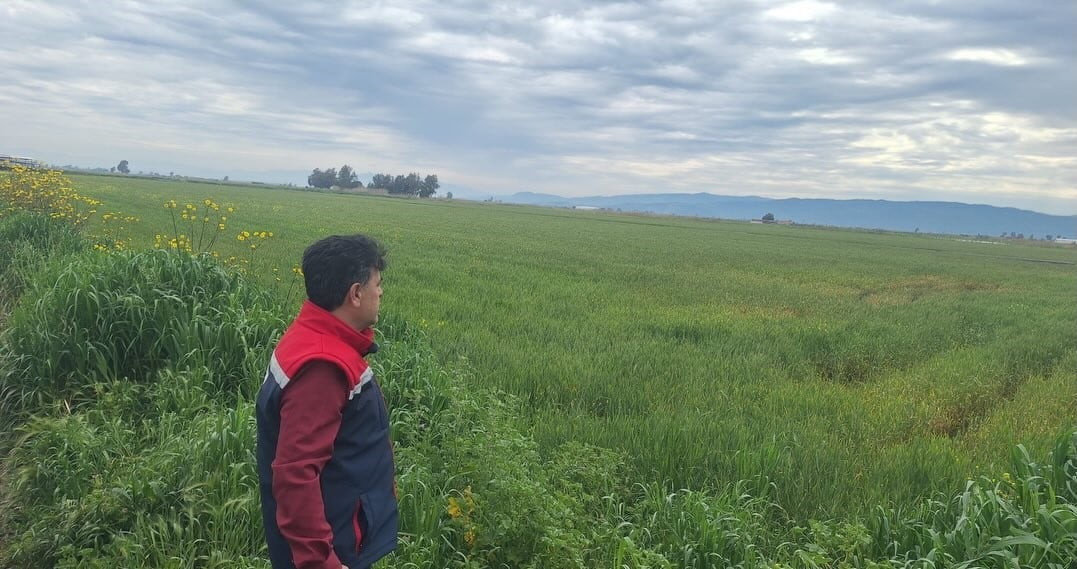 AYDIN'IN SÖKE İLÇESİNDE HUBUBAT EKİLİ ARAZİLERDE DANE KAYBI OLMAMASI İÇİN TEKNİK DENETİM...