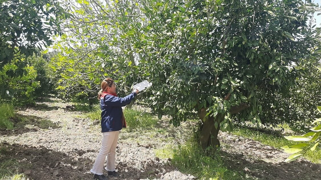 AYDIN'IN SÖKE İLÇESİNDE SAHAYA İNEN İLÇE TARIM EKİPLERİ EKİLİ ALANLARDA HASTALIK VE ZARARLILARA...