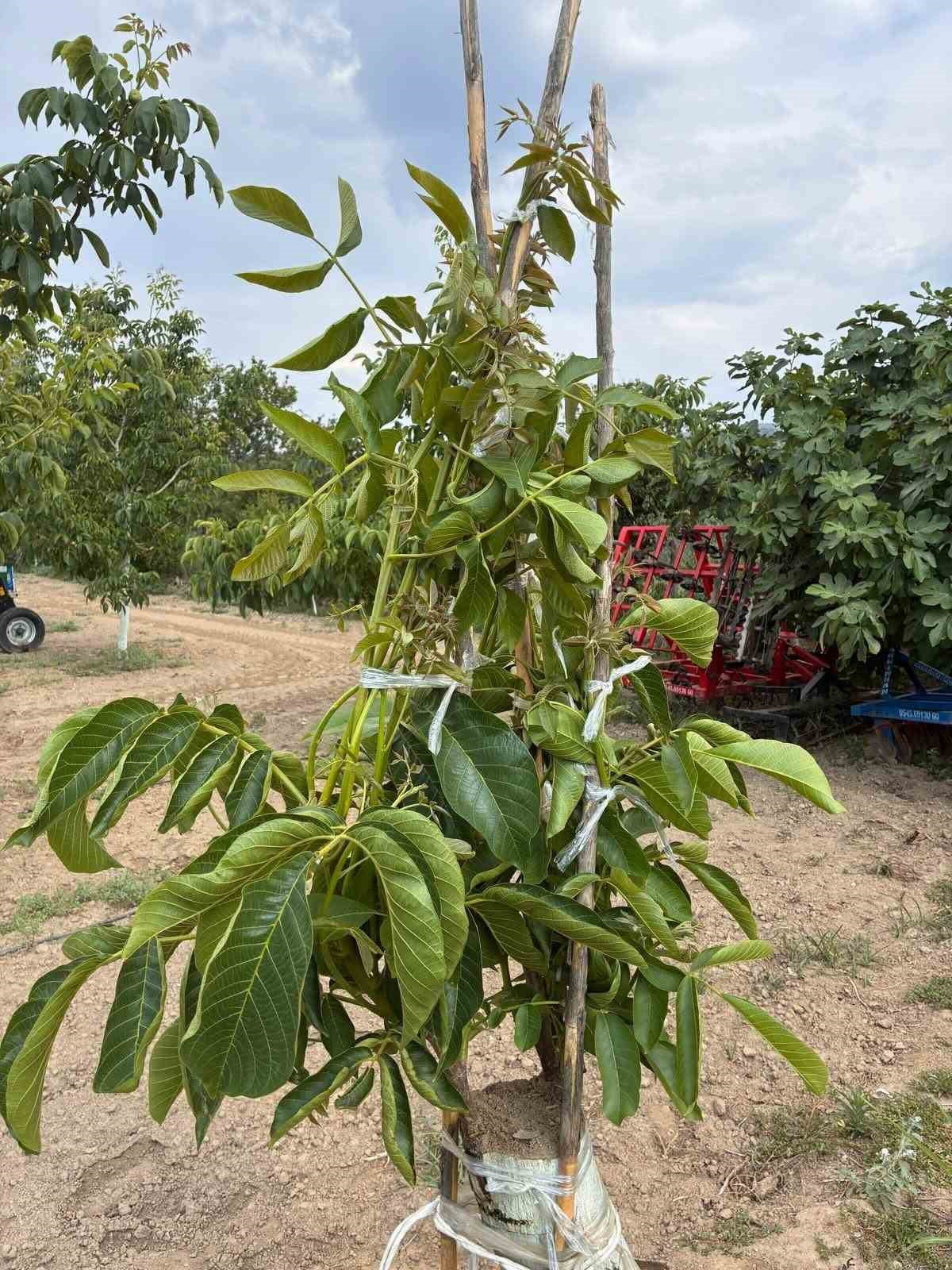 AYDIN’IN KOÇARLI İLÇESİNDE İLÇE TARIM VE ORMAN MÜDÜRLÜĞÜ TARAFINDAN UYGULAMALI OLARAK...
