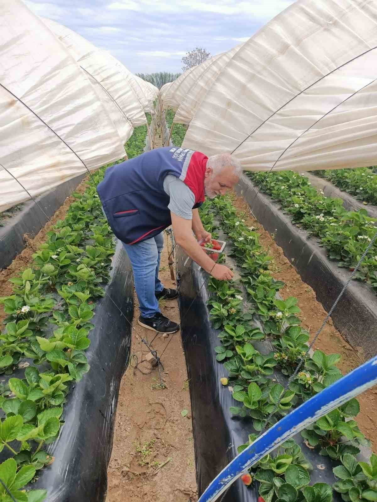 AYDIN’IN KÖŞK İLÇESİNDE ÇİLEK ÜRETİMİNDE KALİTE VE GÜVENLİĞİN ARTIRILMASINA YÖNELİK ÇALIŞMALAR...