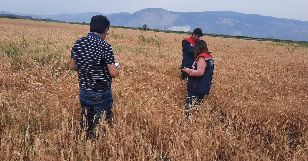 AYDIN’IN SÖKE İLÇESİNDE İLÇE TARIM EKİPLERİ HUBUBAT EKİLİ ALANLARDA BİTKİ GELİŞİM DÜZEYİ VE BİTKİ...