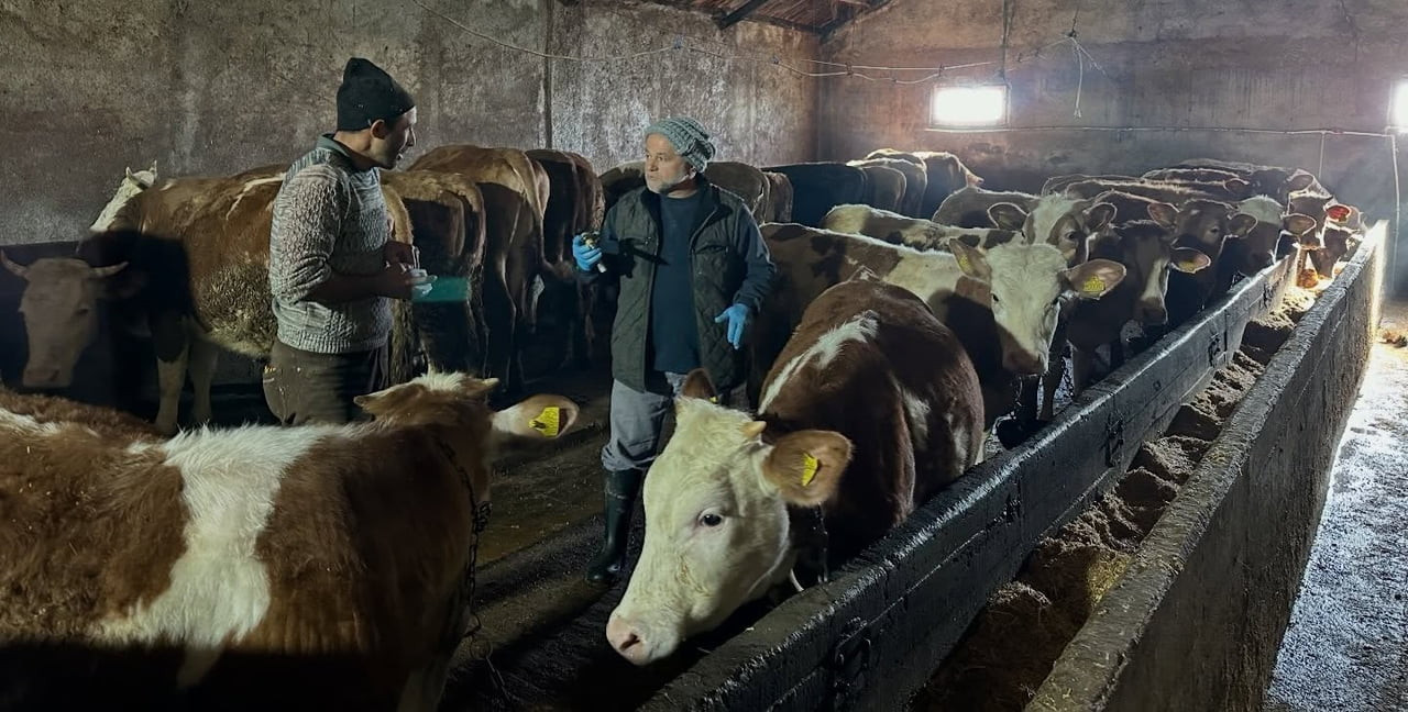 AYDINTEPE'NİN 23 KÖYÜNDE VE 4 MAHALLESİNDE ŞAP AŞILAMA KAMPANYASI TAMAMLANDI