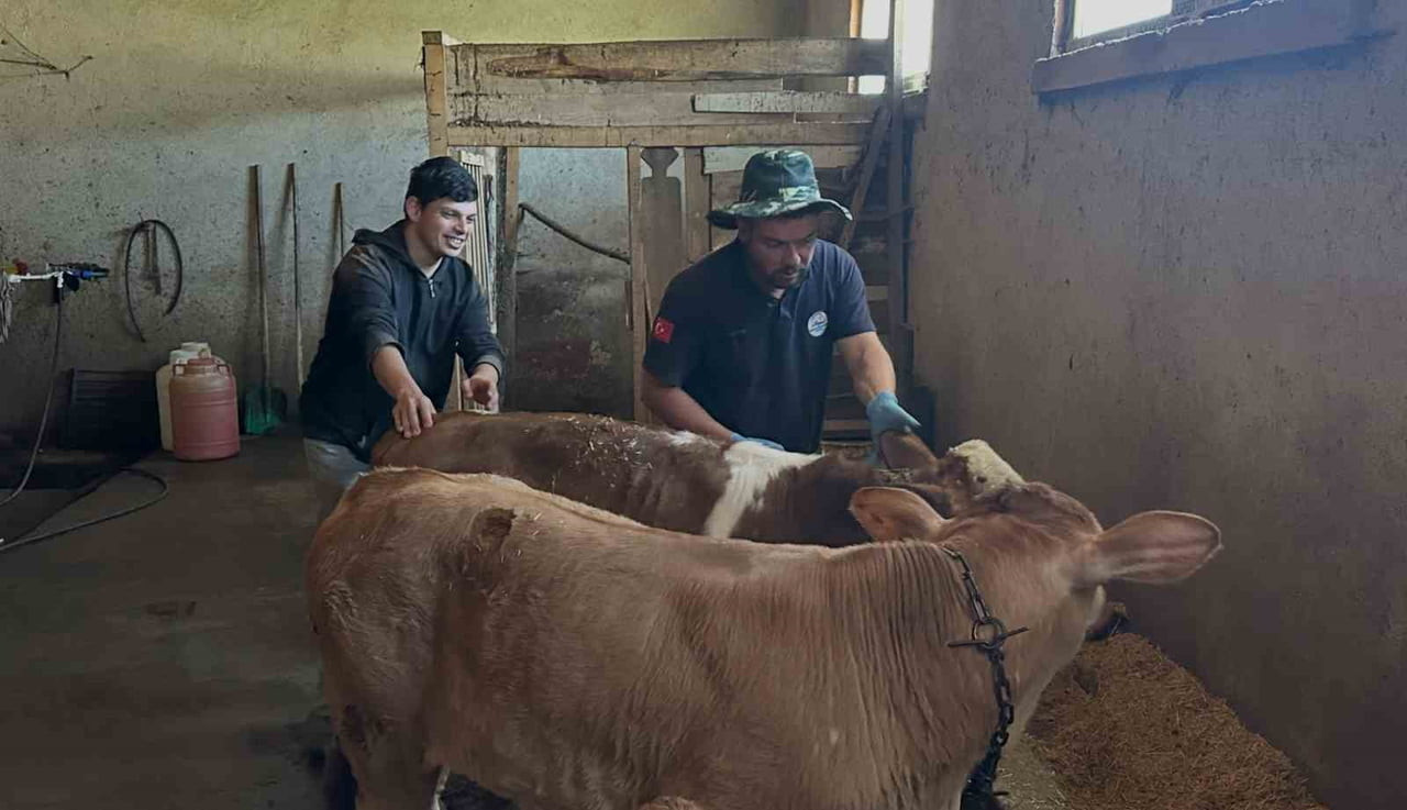 AYDINTEPE'NİN 8 KÖYÜNDE BUZAĞI KÜPELEME VE AŞILAMA ÇALIŞMALARI TAMAMLANDI