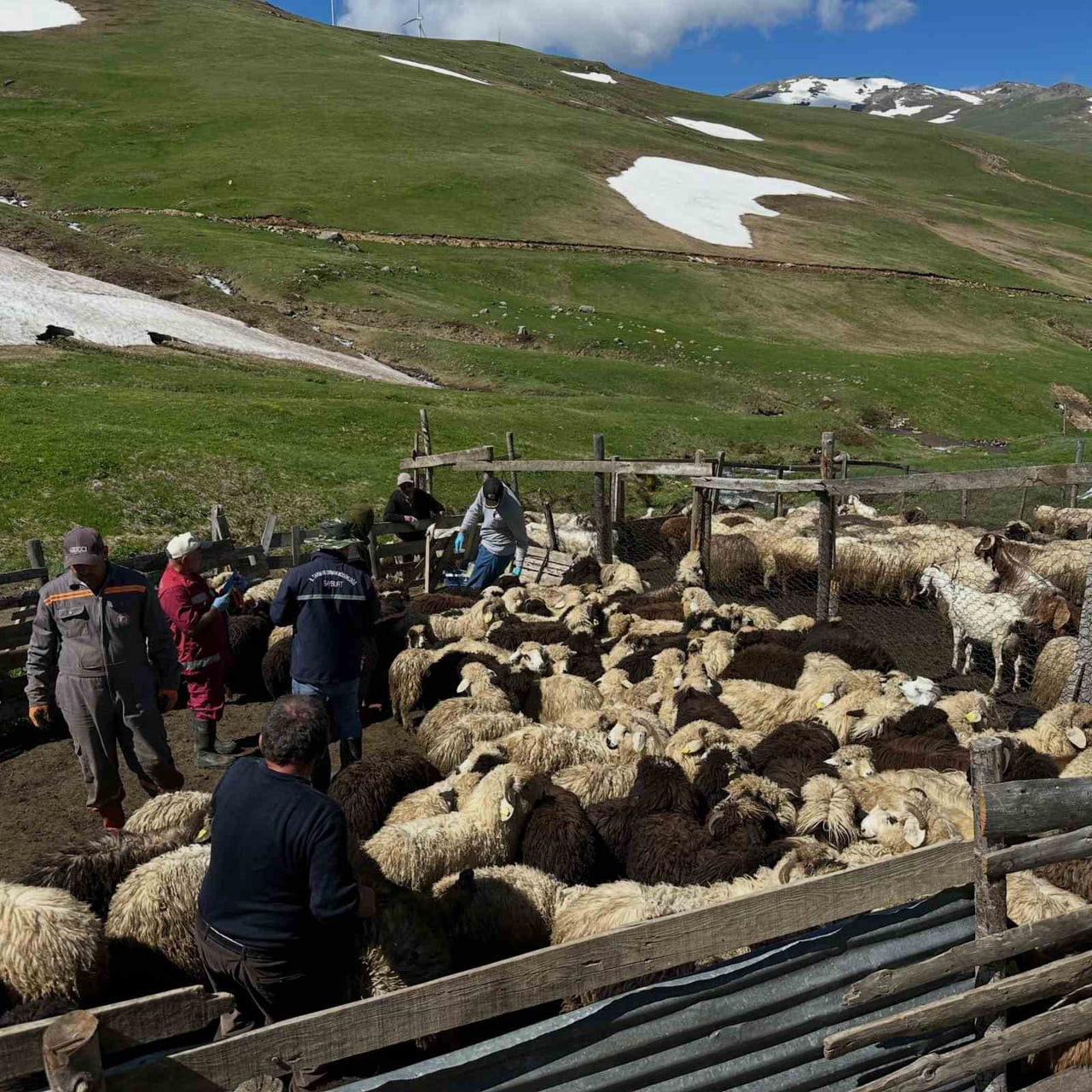 AYDINTEPE’DE KÜÇÜKBAŞ HAYVANLARDA AŞILAMA VE KÜPELEME ÇALIŞMALARI SÜRÜYOR