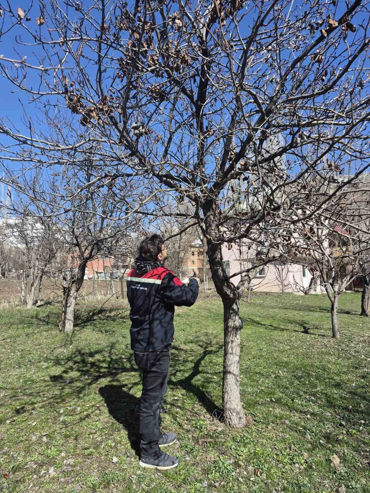 AYDINTEPE’DE MEYVE BAHÇELERİNDE BUDAMA UYGULAMASI SÜRÜYOR