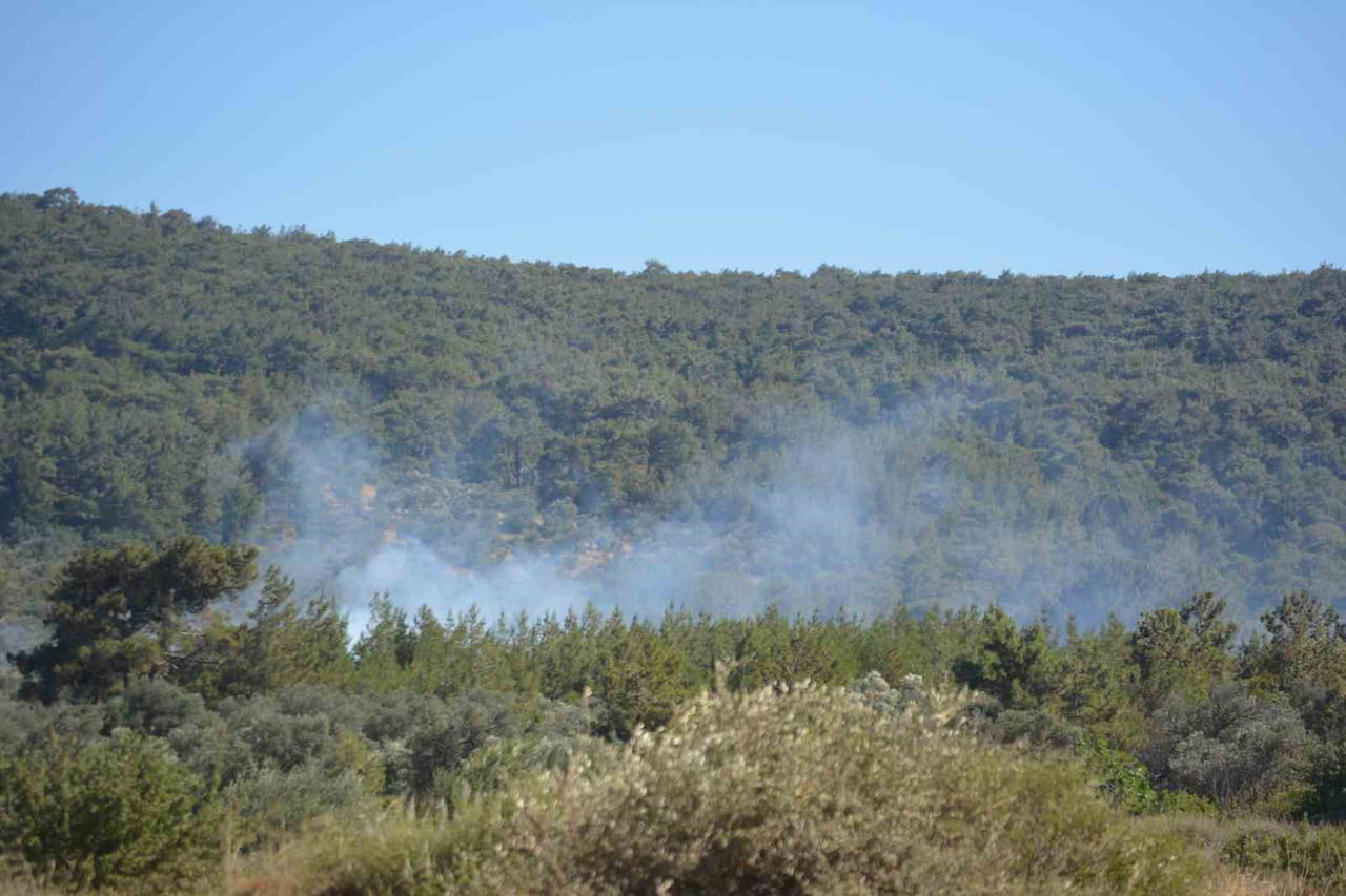 AYVALIK’TA ÇİFTLİK YANGINI ORMANA SIÇRADI