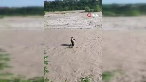 Azerbaycan'ın Kusar bölgesinde nehre düşerek mahsur kalan çocuk, olay yerindeki polis memurunun...