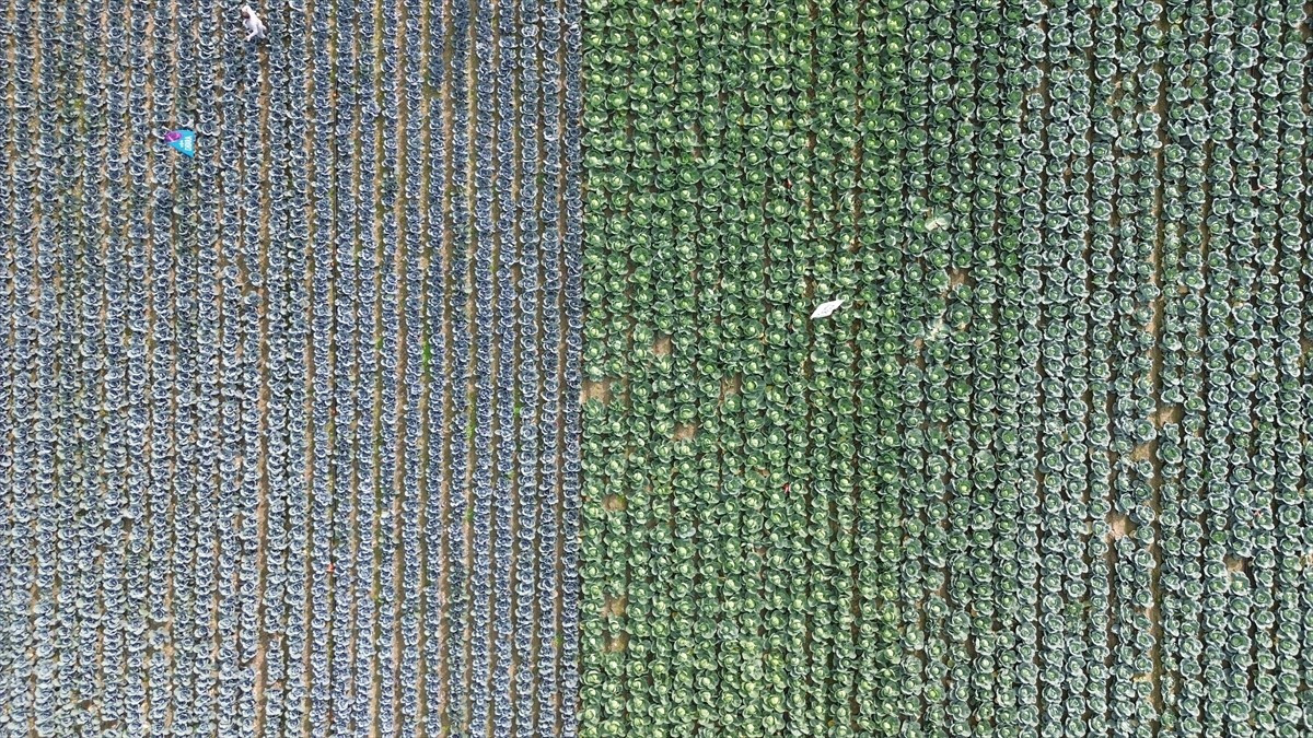 Bafra Ovası'nda sebze çeşitleri eken çiftçilere yönelik bilgilendirme ve tanıtım amaçlı tarla günü...