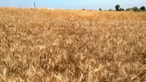 Bafra Ovası’nda buğday ve arpa hasadı başladı