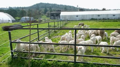 Bahar geldi kuzular anneleri ile buluştu