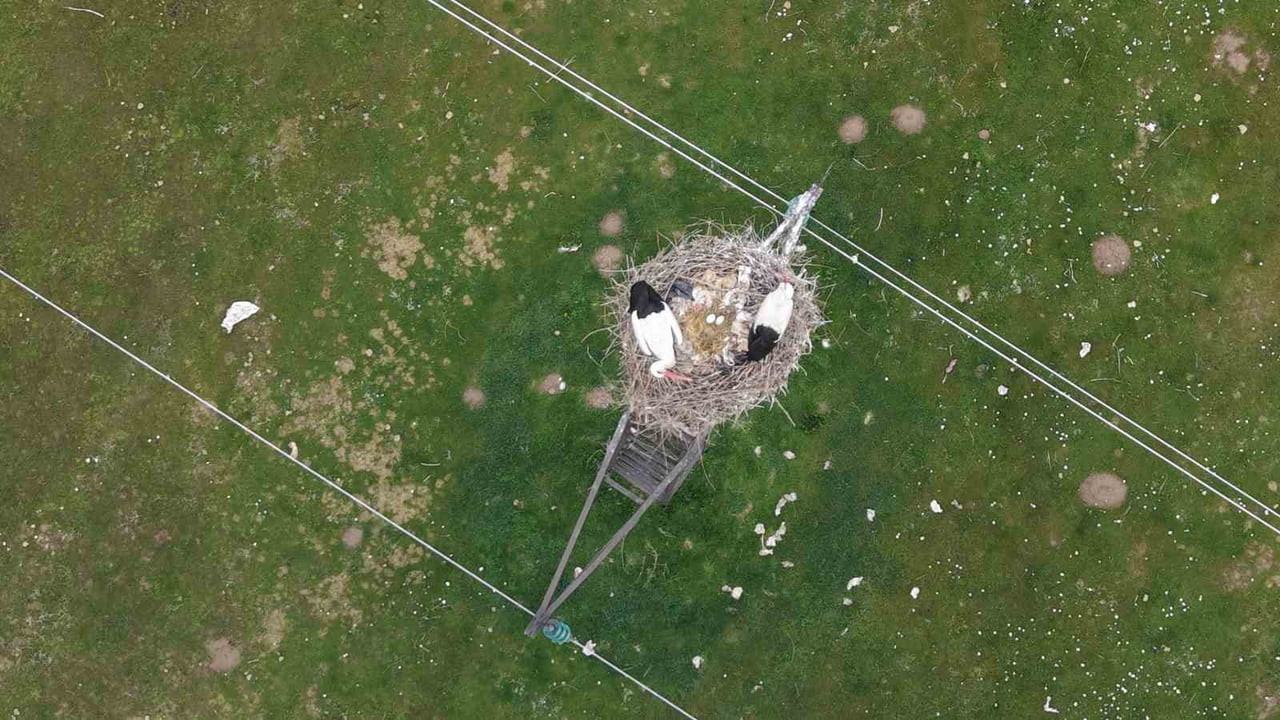 BAHARIN GELİŞİYLE MUŞ OVASI’NA DÖNEN LEYLEKLER YUVALARINI HAZIRLAYARAK YUMURTLAMAYA BAŞLADI....