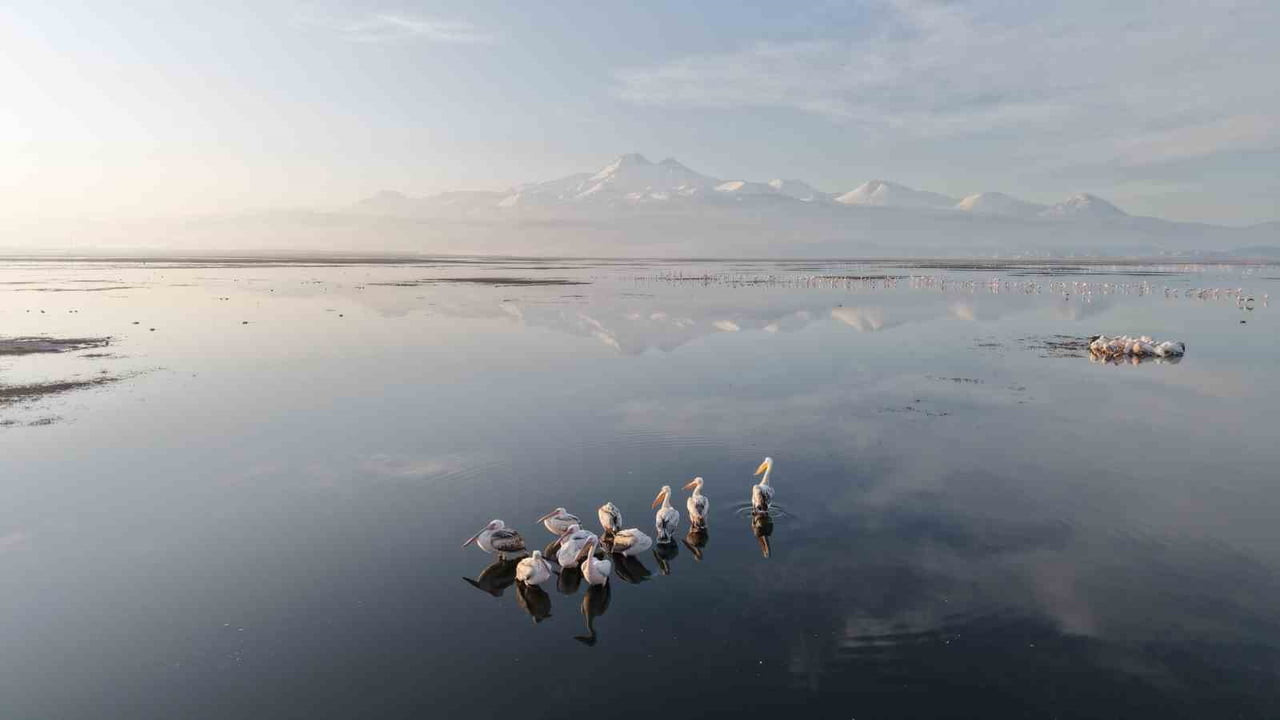 BAHARIN GELMESİYLE BİRLİKTE KAYSERİ'YE ADIM ATAN İLK PELİKAN GRUBU DRONLA GÖRÜNTÜLENDİ.