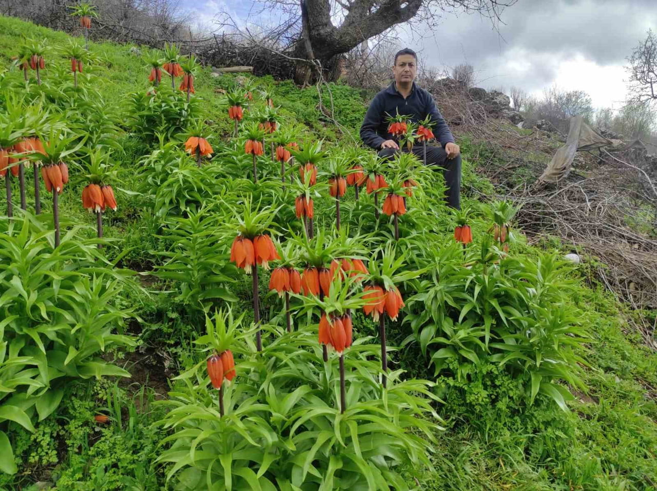 BAHARIN HÜZÜNLÜ ÇİÇEĞİ, DOĞU VE GÜNEYDOĞUNUN SEMBOLÜ TERS LALE YOĞUN İLGİ GÖRÜYOR