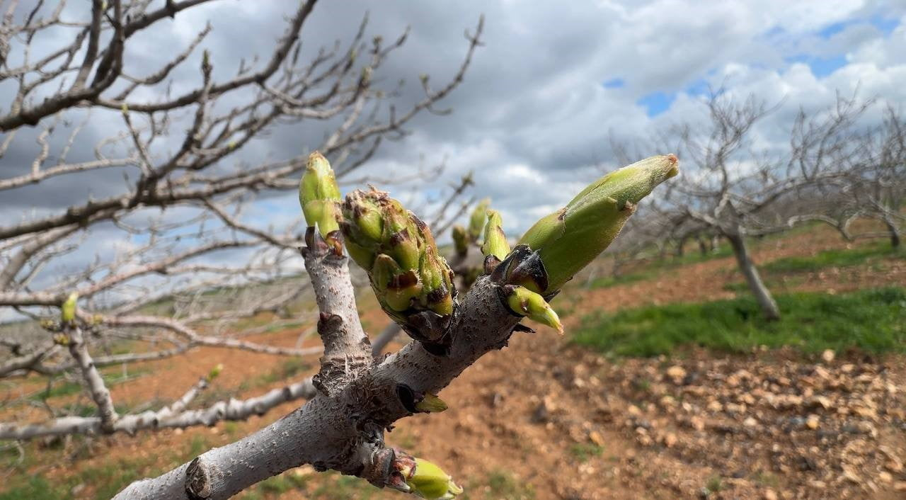 BAHARLA BİRLİKTE FISTIK AĞAÇLARINDA FİLİZLENMEYE BAŞLADI