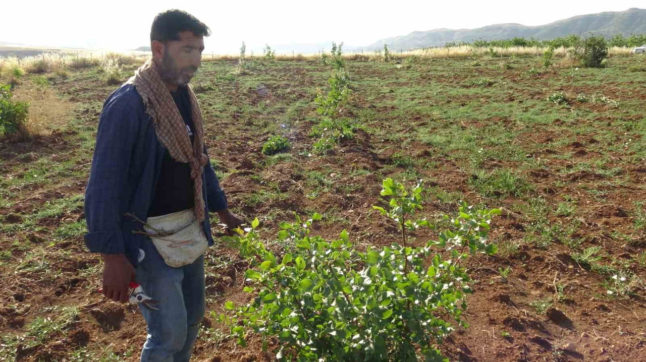 BAHÇESİNDE AŞILAMA ÇALIŞMALARINA BAŞLAYAN ÜRETİCİLERDEN YUSUF KAVAK, FISTIK AŞILAMASINDA...