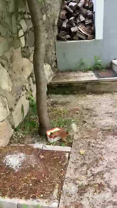 BAHÇEYE GELEN SİNCAP, BU KEZ İÇERİSİNDE CEVİZ BULUNMAYAN BOŞ KABI SÜRÜKLEYEREK GÖTÜRMEYE...