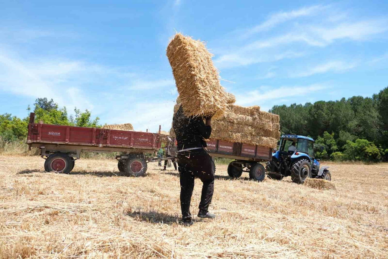 BALIKESİR ÜNİVERSİTESİ 600 DEKAR ALANDA HASAT DÖNEMİ BAŞLADI