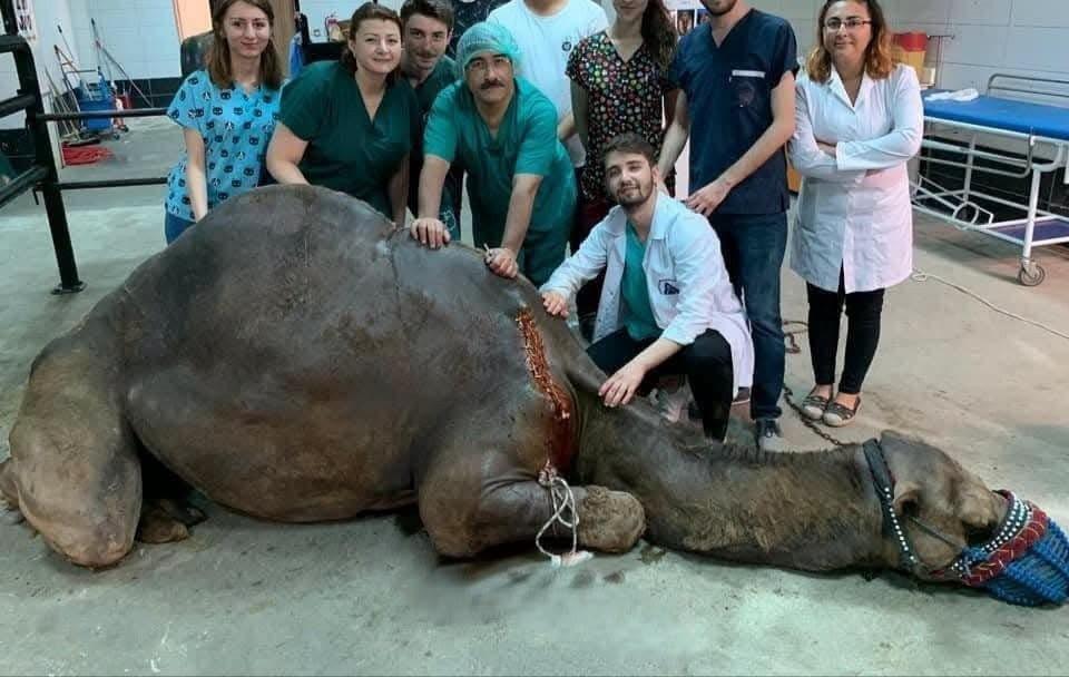 BALIKESİR VETERİNER FAKÜLTESİNDE BİN 250 HASTA HAYVANA TEŞHİS VE TEDAVİ HİZMETİ SUNULDU