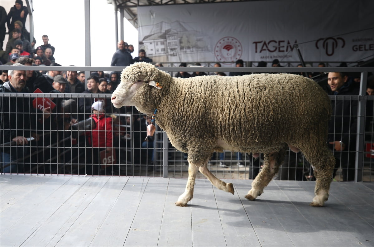 Balıkesir'in Bandırma ilçesinde Koyunculuk Araştırma Enstitüsünün geleneksel damızlık...