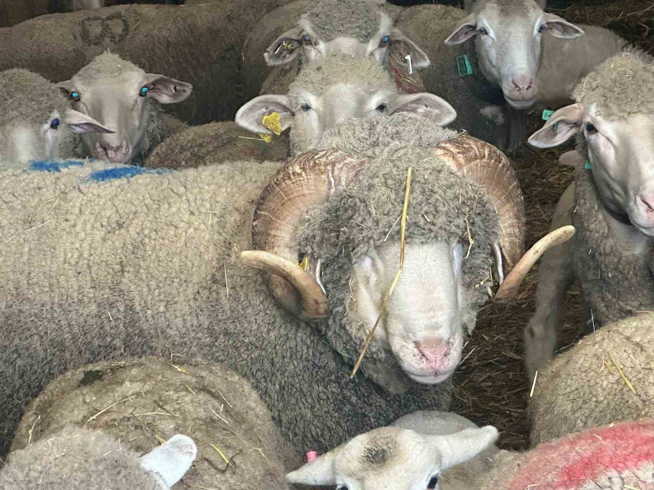 BALIKESİR'İN BANDIRMA İLÇESİNDE MANYASLI ÜRETİCİ EMRE SÖMER TARAFINDAN 1 MİLYON 110 BİN LİRAYA...