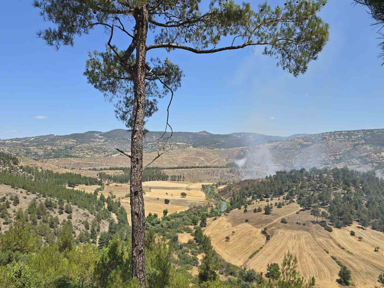BALIKESİR'İN DURSUNBEY İLÇESİNE BAĞLI ADAÖREN KIRSAL MAHALLESİ YAKINLARINDA ORMAN DIŞI ALANDA...