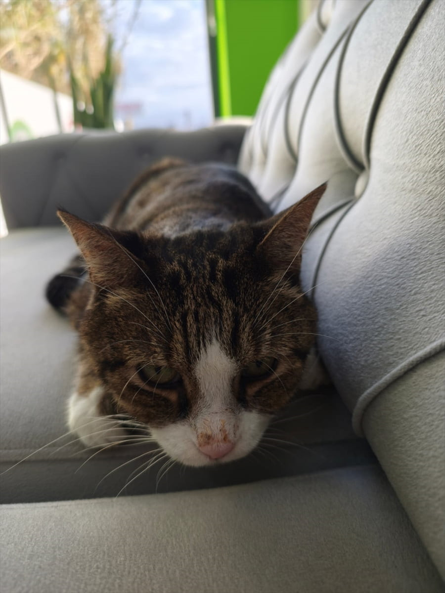 Balıkesir'in Edremit ilçesinde 15 yaşındaki bir kedinin beyninden kafası büyüklüğünde tümör...