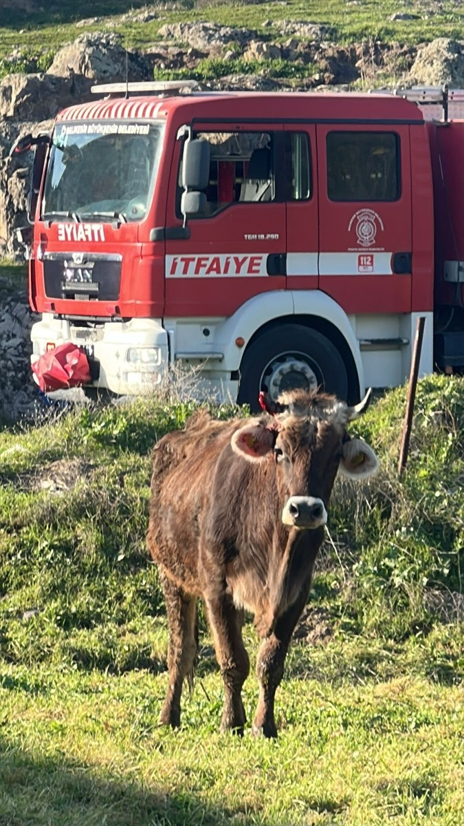 Balıkesir'in Sındırgı ilçesinde 3,5 metrelik kuyuya düşen inek, ekiplerin çalışmasıyla...