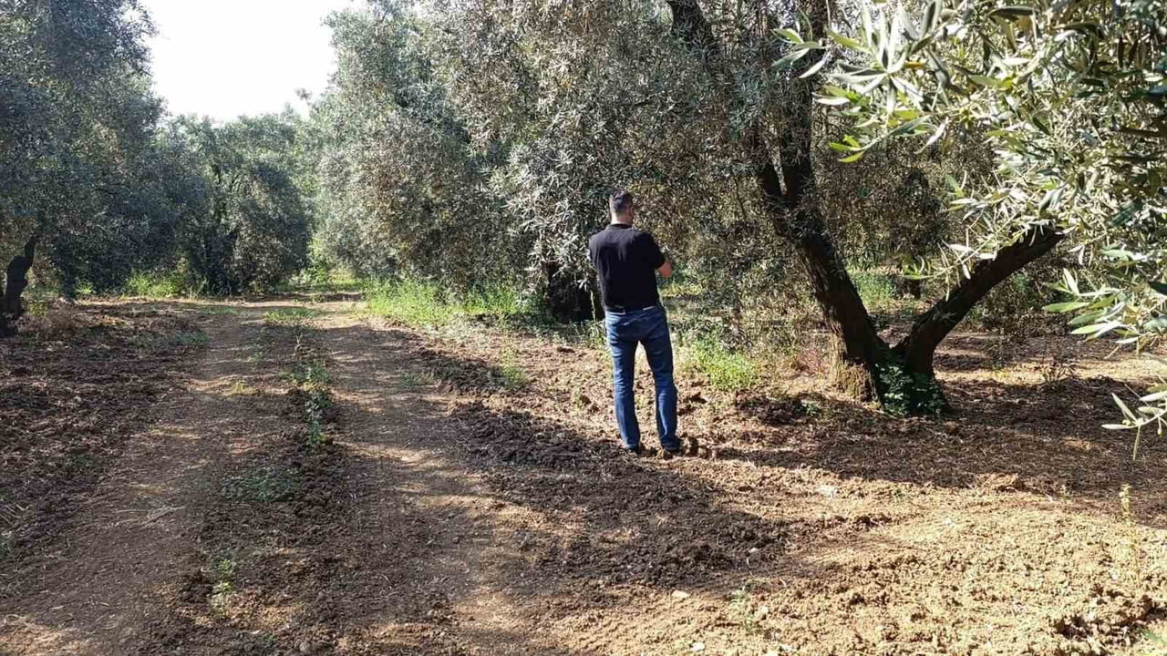 BALIKESİR’DE ZEYTİN ÜRETİMİNDE KALİTEYİ ARTIRMAK VE VERİM KAYIPLARININ ÖNÜNE GEÇMEK AMACIYLA...