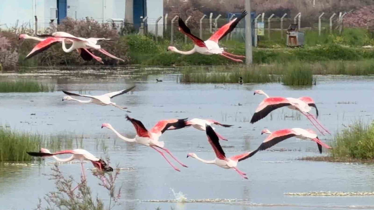 BALIKESİR’İN AYVALIK İLÇESİNDEKİ LAGÜNLER VE SIĞ KIYILAR, DOĞANIN EN ZARİF DANSÇILARI OLARAK...