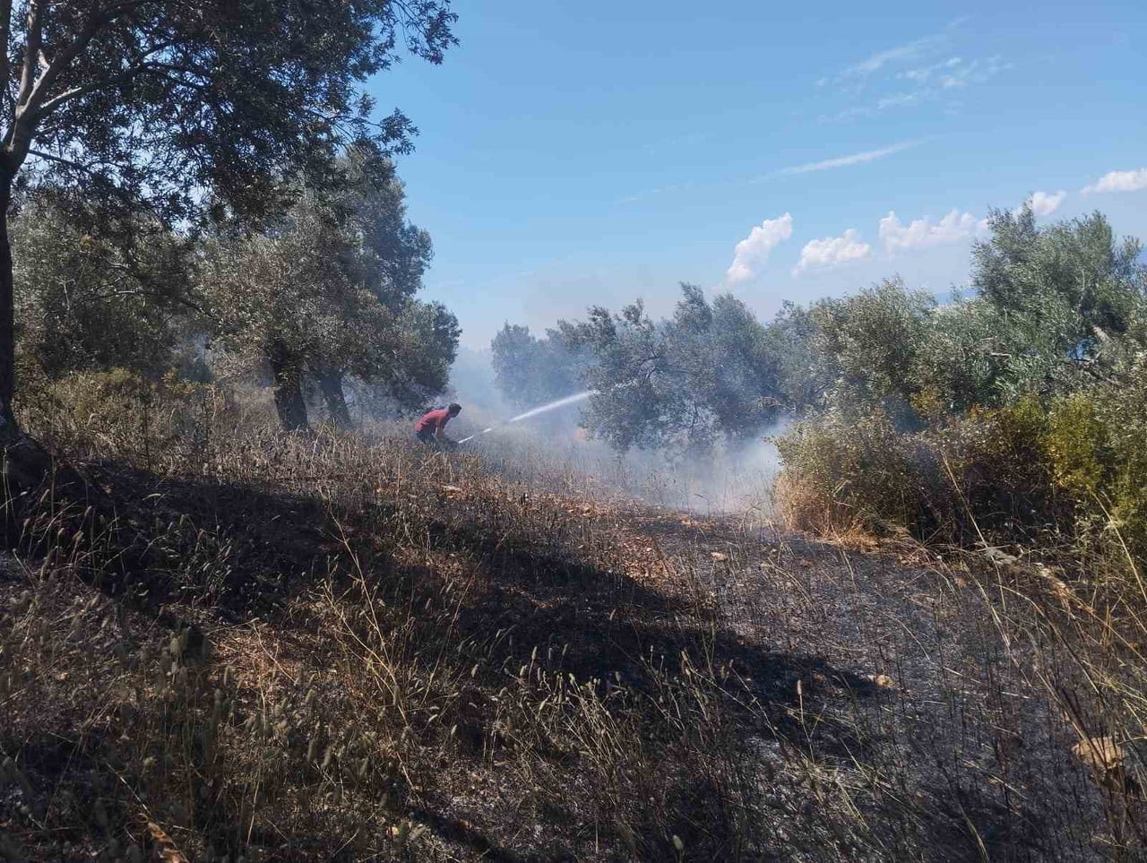 BALIKESİR’İN BURHANİYE İLÇESİNE BAĞLI PELİTKÖY MAHALLESİ’NDE ZEYTİNLİK ALANDA YANGIN ÇIKTI. HAFİF...