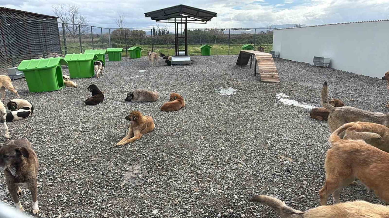 BALIKESİR’İN EDREMİT BELEDİYESİ TARAFINDAN SOKAK HAYVANLARININ REHABİLİTASYON SÜREÇLERİNİ ÖZGÜR VE...