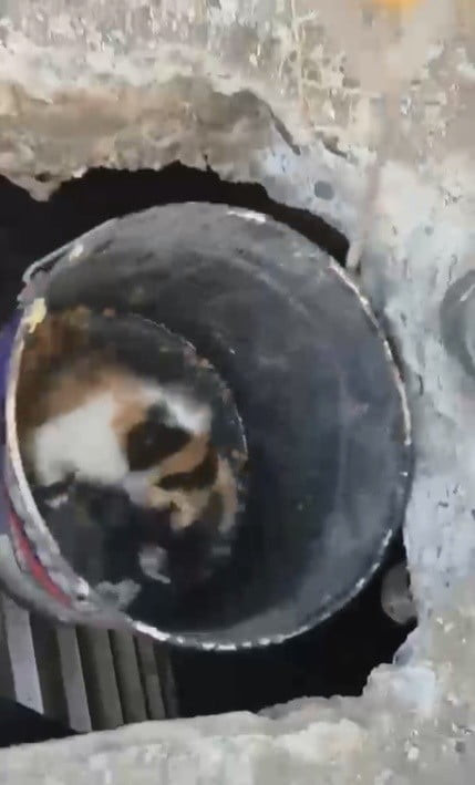 BALYOZLA GENİŞLETİLEN KUYUDAN YAVRU KEDİ KURTARILDI