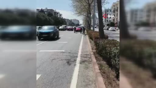 Başıboş atlar şehirde yolları mesken tuttu