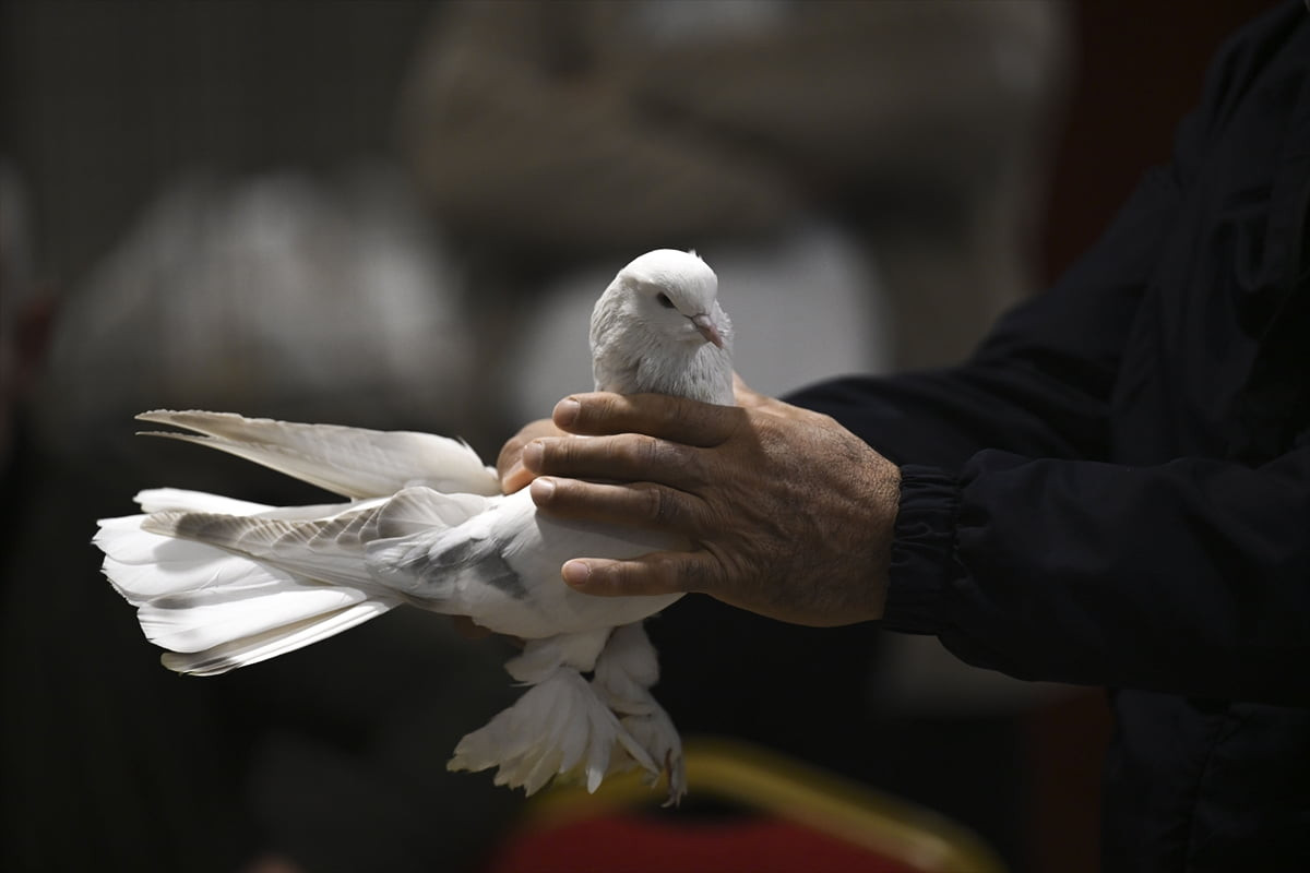 Başkentte, Akyurt'taki bir otelde, Şebap Güvercin Federasyonu tarafından "24. Uluslararası Şebap...