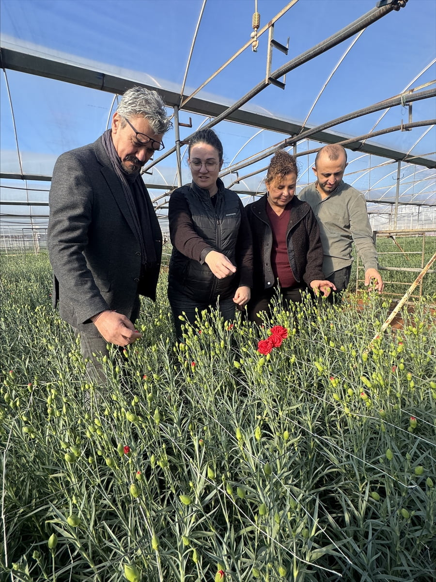 Batı Akdeniz Tarımsal Araştırma Enstitüsü Müdürlüğünce (BATEM) geliştirilen 4 yerli karanfil...