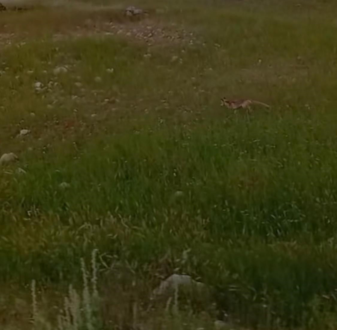 BATMAN-MARDİN KARAYOLUNDA SEYİR HALİNDE OLAN BİR ARAÇTA YAŞANAN İLGİNÇ DİYALOG, GÖRENLERİ VE...