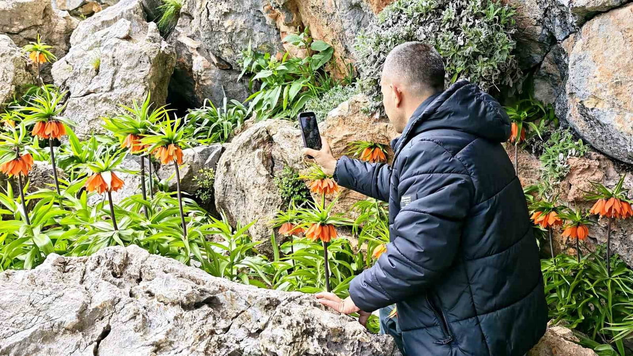 BATMAN'DA 2 BİN RAKIMDA AÇAN VE HALK ARASINDA ''AĞLAYAN GELİN'' ADIYLA BİLİNEN TERS LALELER...