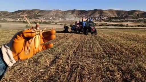 Batman'da mercimek hasadında görülen dev çekirge şaşırttı