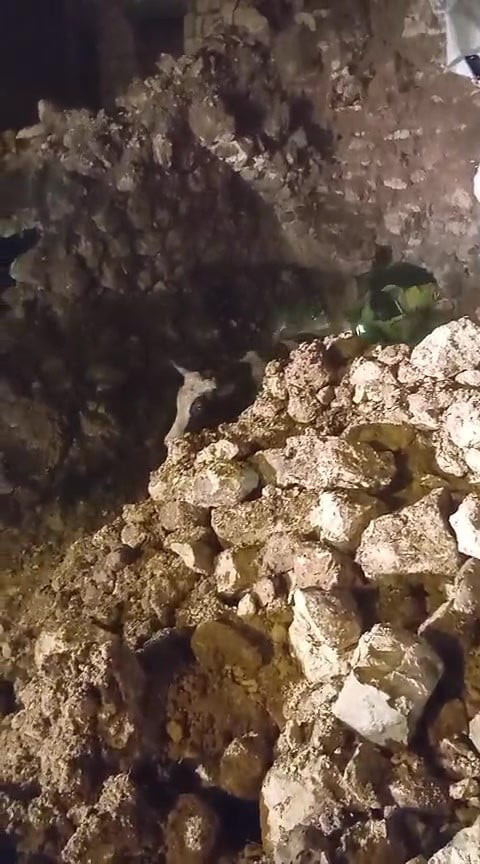 BATMAN'IN GERCÜŞ İLÇESİNDE SAĞANAK YAĞIŞLAR BİRLİKTE ÇÖKEN AHIRIN ENKAZI ALTINDA KALAN 5 ADET...