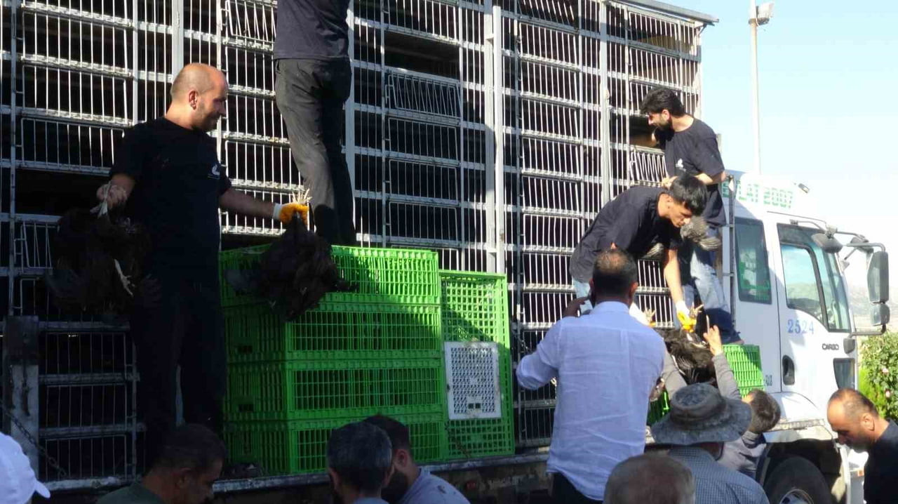 BATMAN'IN GERCÜŞ İLÇESİNDEKİ 107 ÇİFTÇİYE KANATLI HAYVAN VE ÜRETİM EKİPMANI DAĞITIMI...