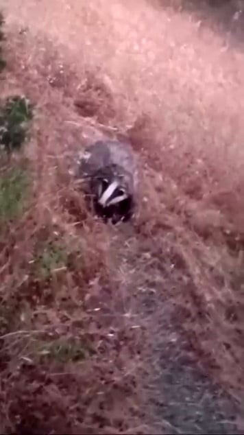 BATMAN'IN SASON İLÇESİNDE PORSUK GÖRÜNTÜLENDİ.