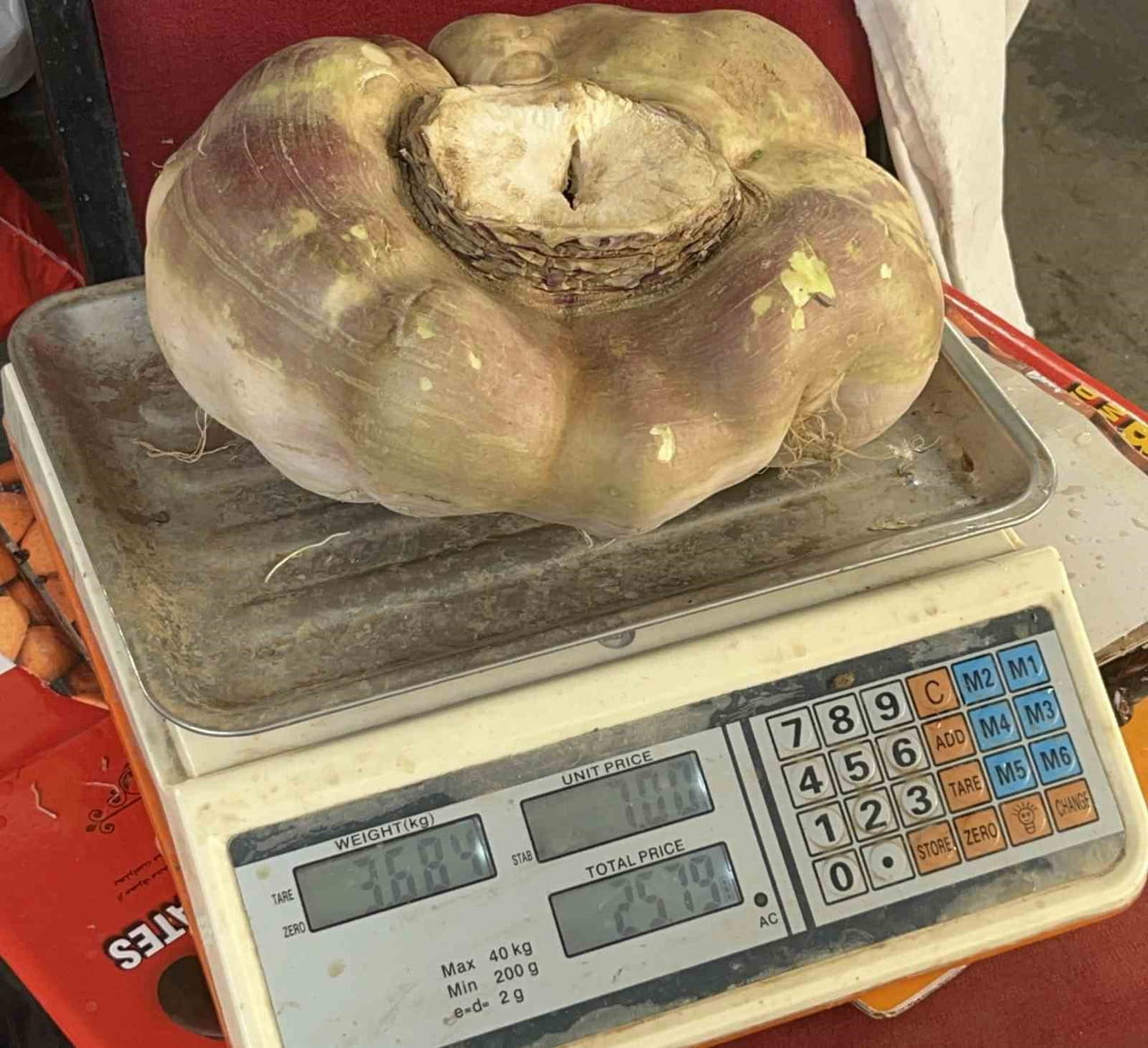 BATMAN’DA SEMT PAZARINDA TEZGÂHA KONULAN YAKLAŞIK 4 KİLOGRAM AĞIRLIĞINDAKİ DEV ŞELİM (TURP)...