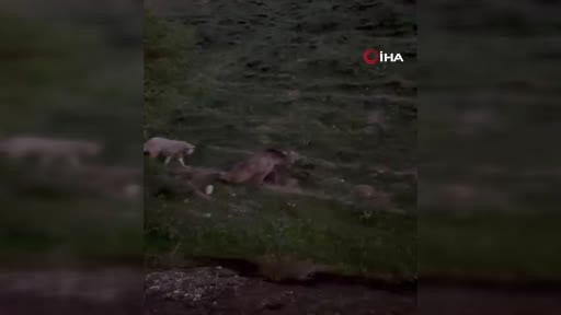 Bayburt'ta yaralı halde görülen bozayı ölü bulundu