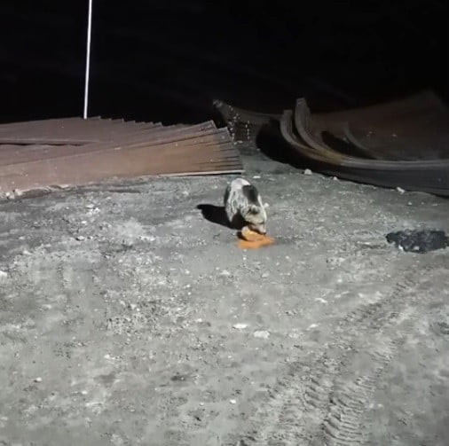 BAYBURT’TA KÖPEKLERİN KOVALADIĞI AYI YEMEĞİNİ BIRAKMADI