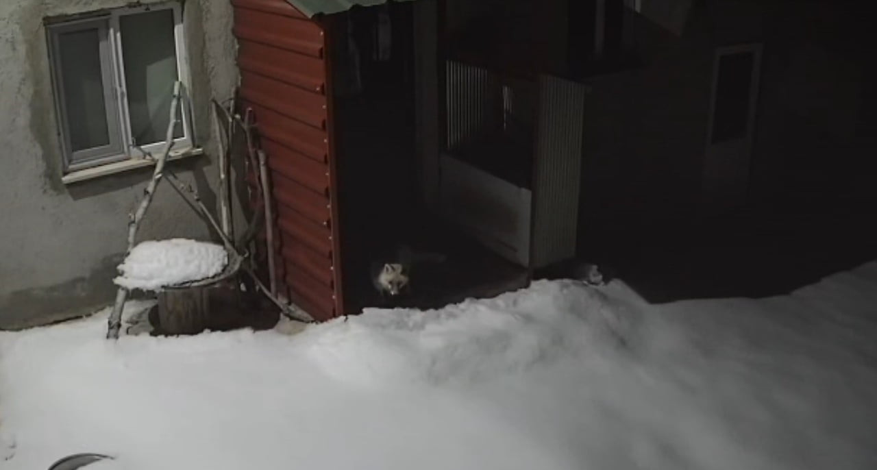 BAYBURT’TA VAŞAKTAN SONRA BU KEZ TİLKİ TAVŞAN AVLADI