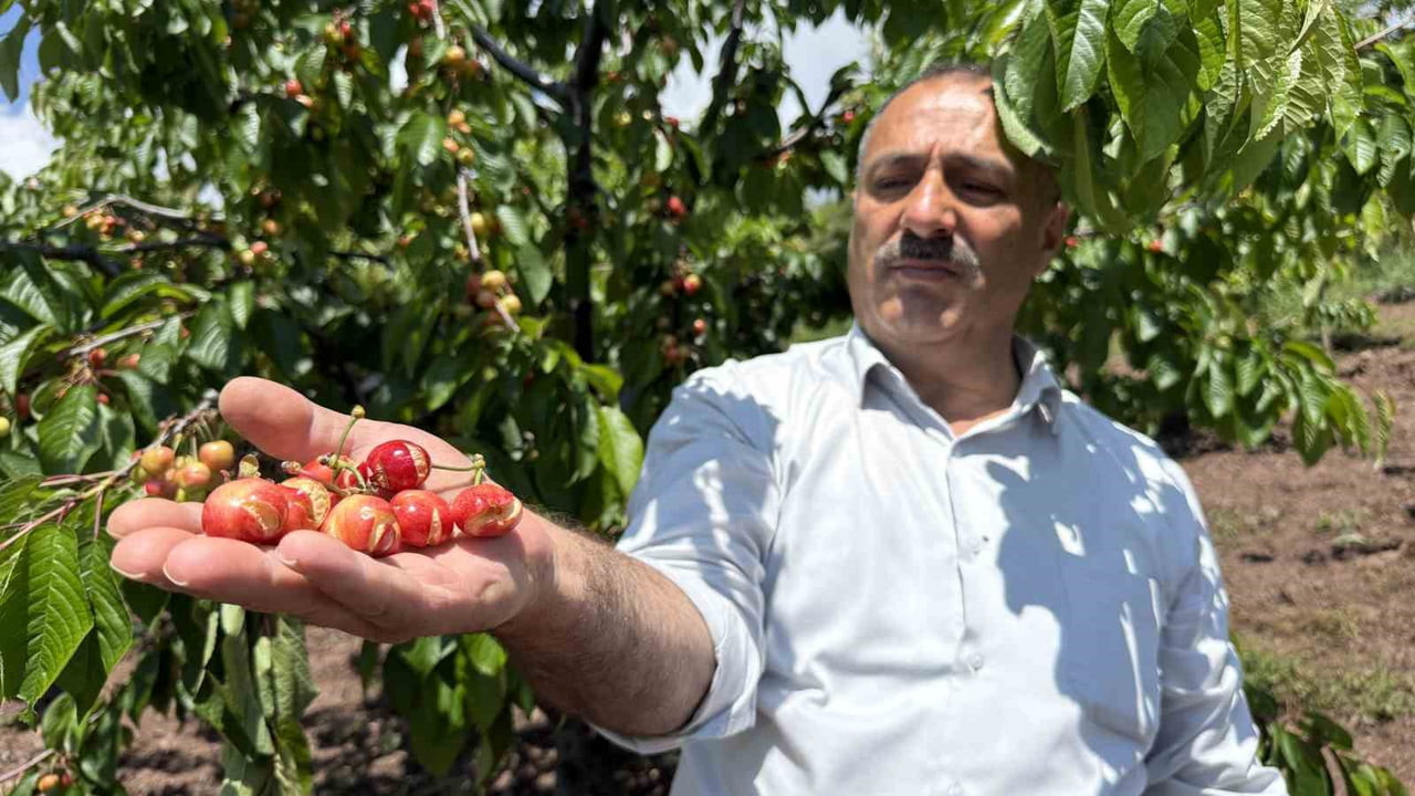BELDEDE ÇİFTÇİLİKLE UĞRAŞAN ALAATTİN ÖNCÜ'YE AİT 65 ADET ERKENCİ KİRAZ AĞACINDAKİ MEYVELER, YAĞMUR...