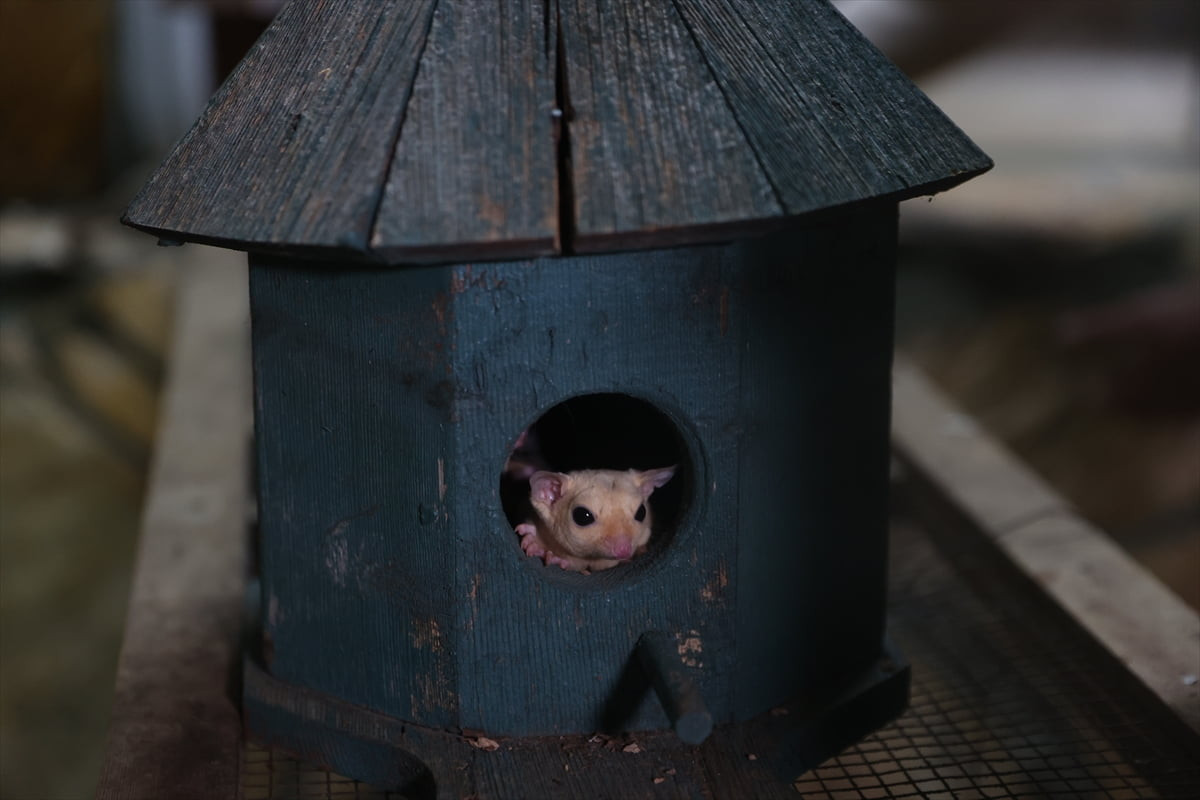 Belgesiz satışı ve bulundurulması yasak olduğu için el konulan 33 şeker planörüne, Antalya Doğal...