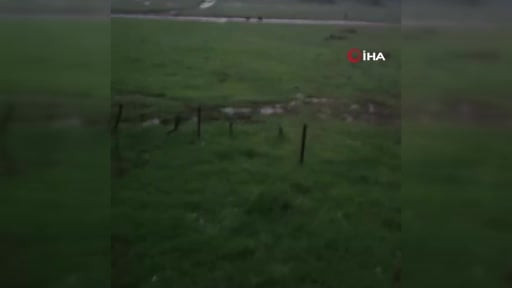 Beypazarı’nda yaylaya ayılar indi